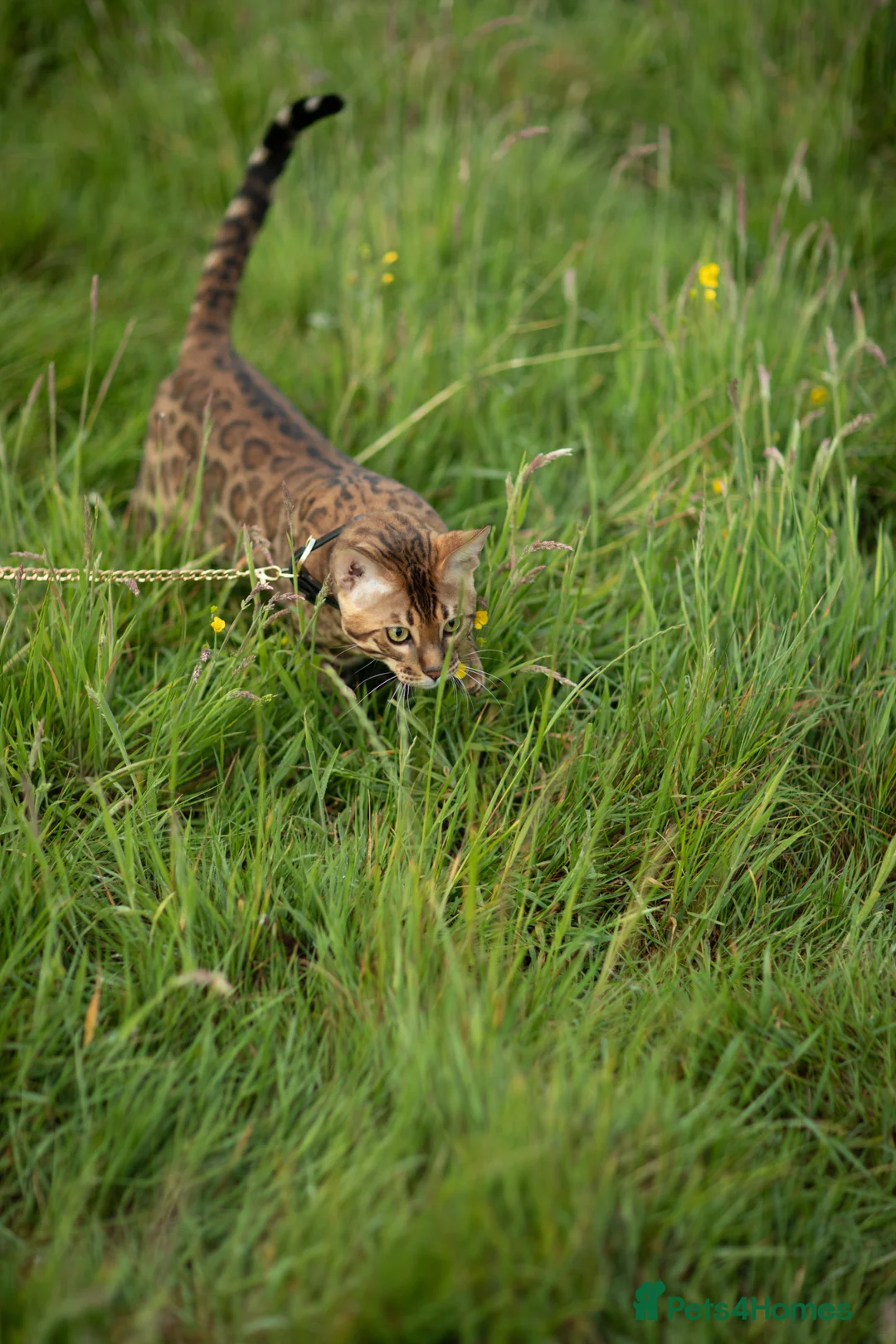Bengal cats for stud: Proven Bengal stud TICA and GCCF registered  in Ipswich - Advert 7