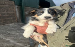 Border Collie dogs for sale: 2 Male border collie pups  - Image 2