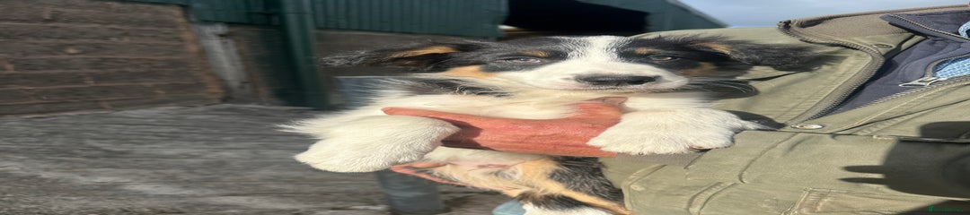 Border Collie Puppy 1