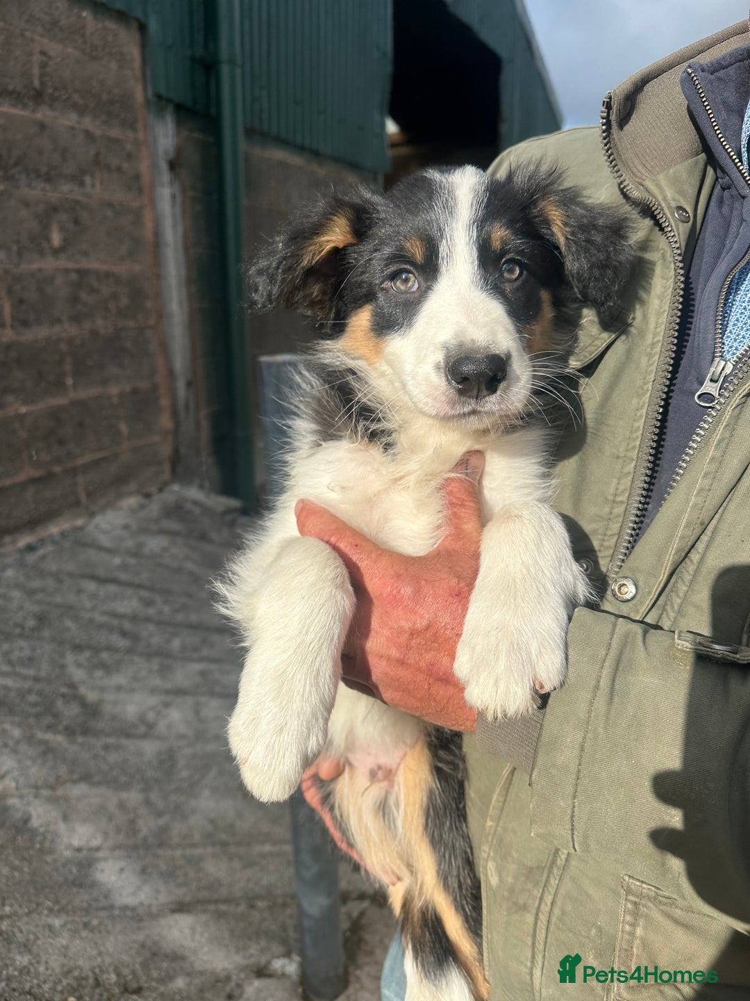Border Collie dogs for sale: 2 Male border collie pups  - Image 2