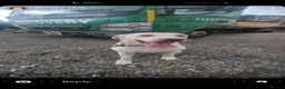 Labrador Retriever dogs for sale: Labrador pups  - Advert 5