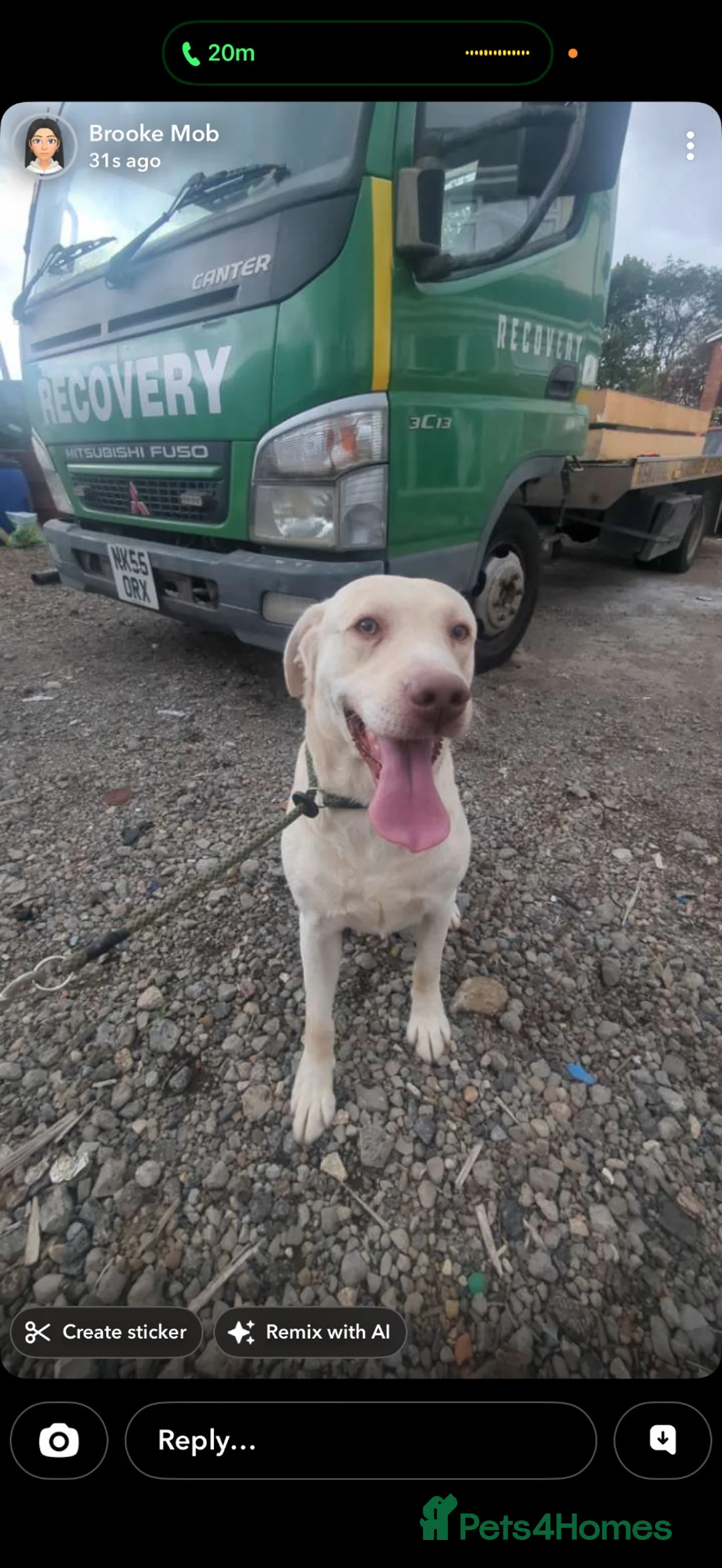 Labrador Retriever dogs for sale: Labrador pups  - Advert 5