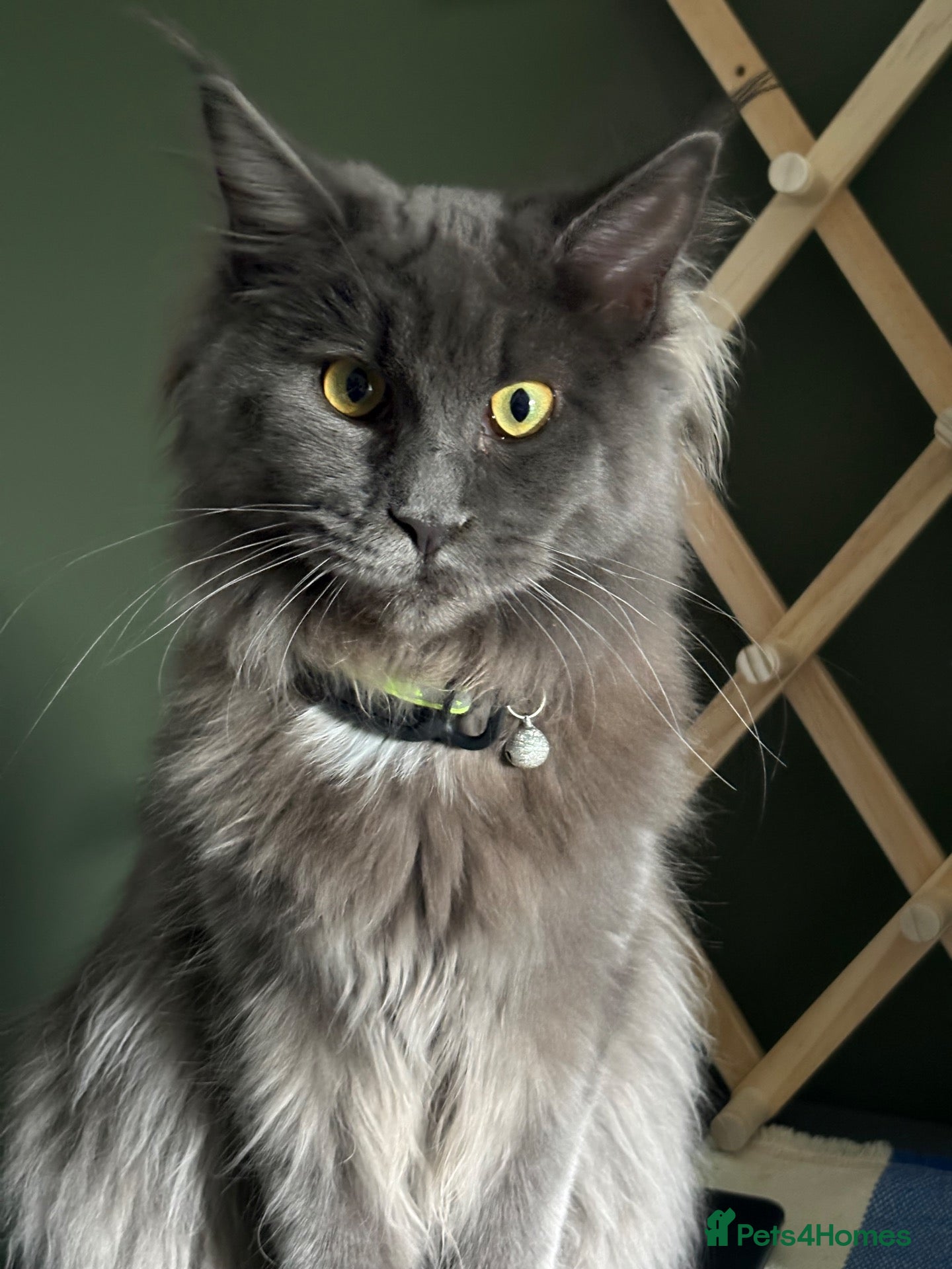 Mixed Breed cats Maine Coon x Kittens  - Advert 2