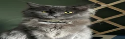 Mixed Breed cats for sale: Maine Coon x Kittens  - Advert 1
