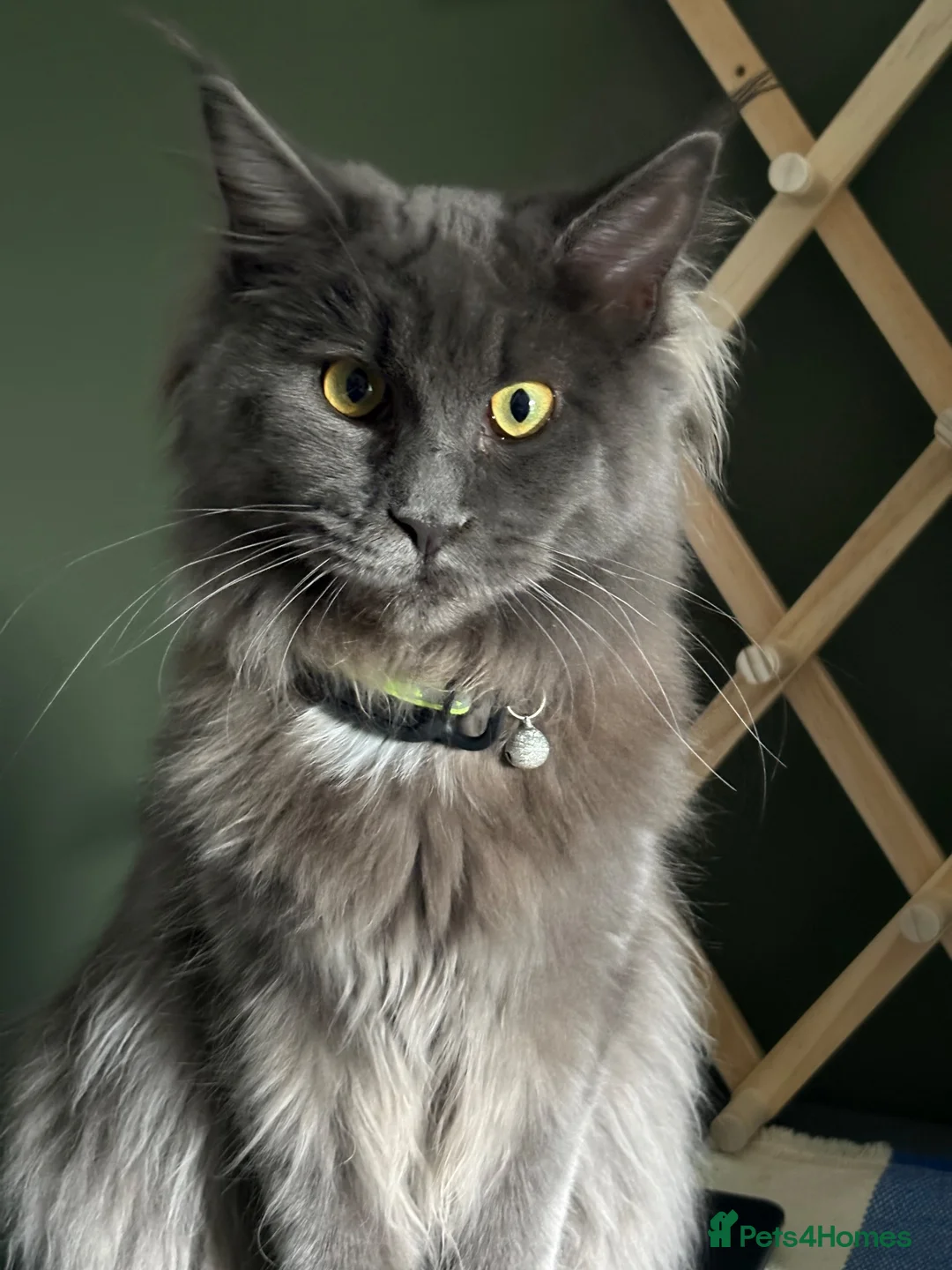 Mixed Breed cats for sale: Maine Coon x Kittens  - Advert 1