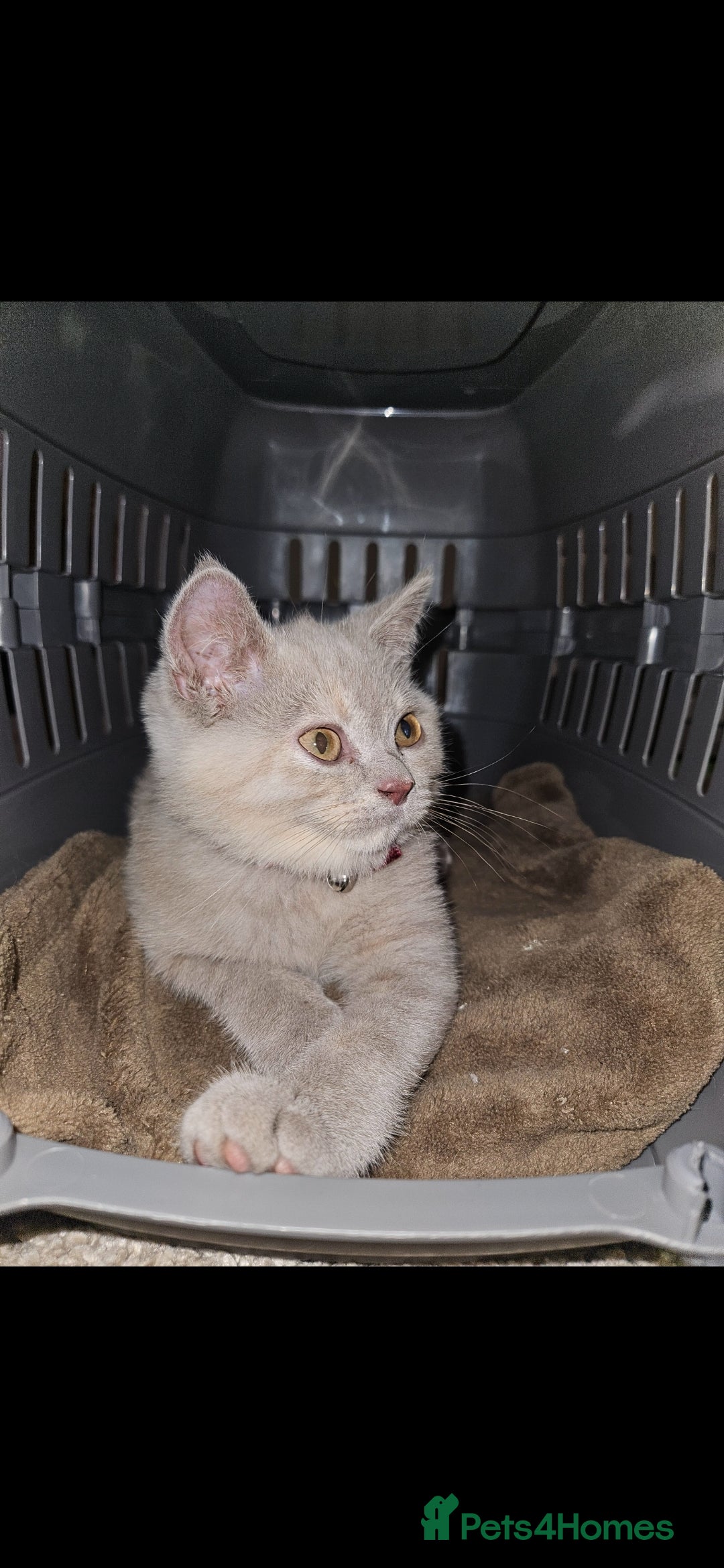 British Shorthair cats for sale: Rare lilac British Short Hair Kitten (Female)  - Image 5