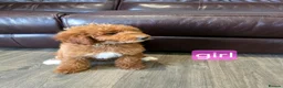 Labradoodle dogs for sale: Adorable F1B Miniature Labradoodle Pups 🐾🩷 - Advert 14