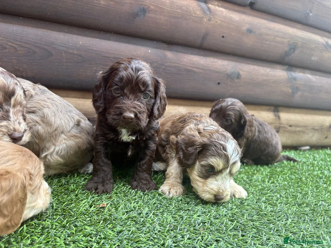 Cockapoo dogs for sale: F1 cockapoo puppies - Advert 2