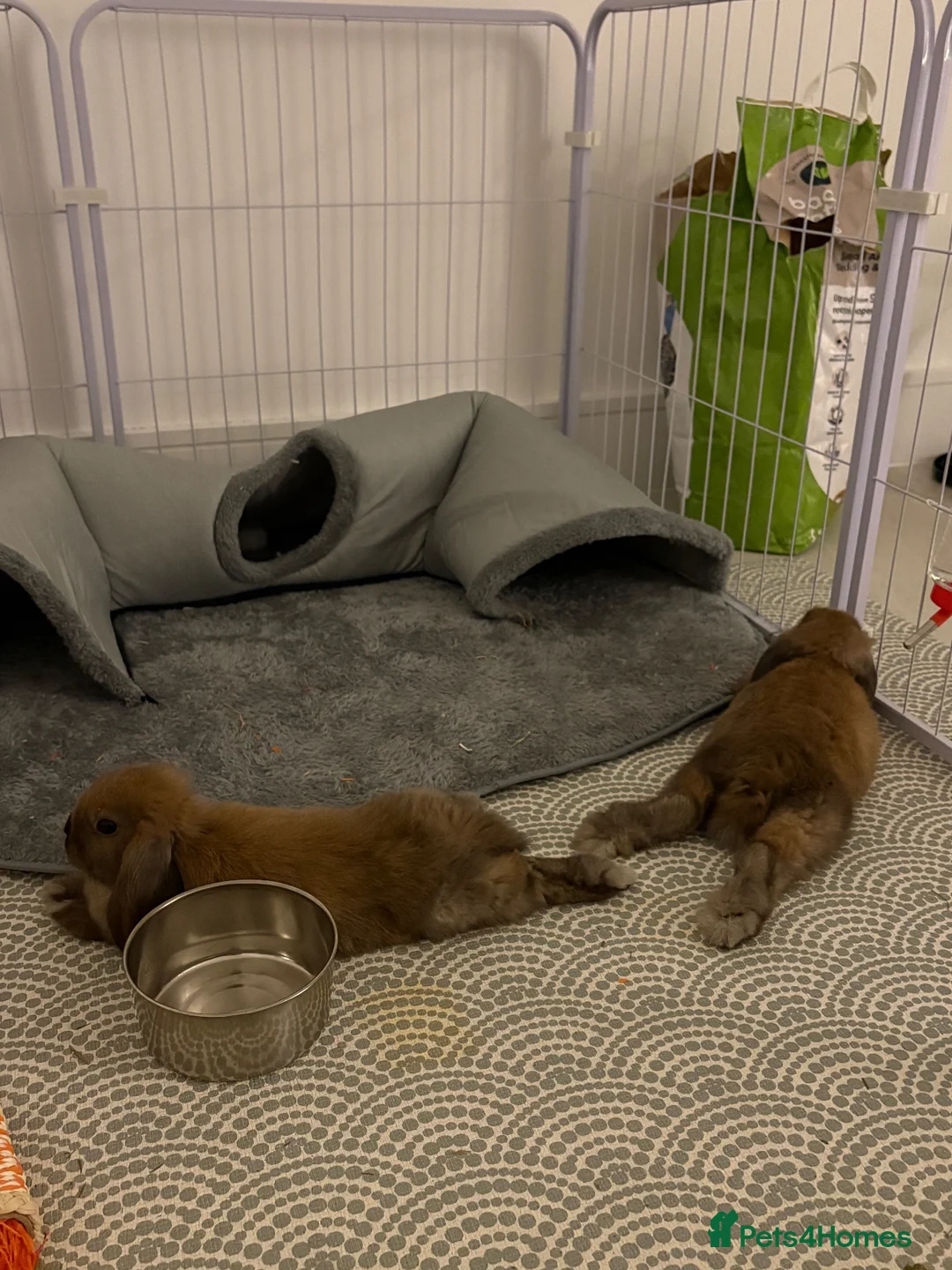 Mini Lop rabbits for sale: Two bonded male mini lop bunnies 6months old  - Advert 6