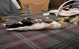 Shih Tzu dogs for sale: Stunning Shih Tzu boy - Image 21