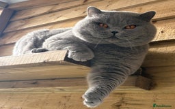 British Shorthair cats for sale: Fawn tortie girl  - Advert 8