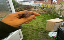 Rat rodents for sale: Dwarf Rats  - Image 5