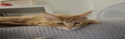 Maine Coon cats for sale: Ginger Maine Coon Kittens  - Advert 8