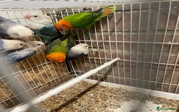 Lovebirds birds for sale: Breeding pair  - Advert 7