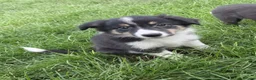 Border Collie dogs for sale: Beautiful border collie puppies - Advert 4