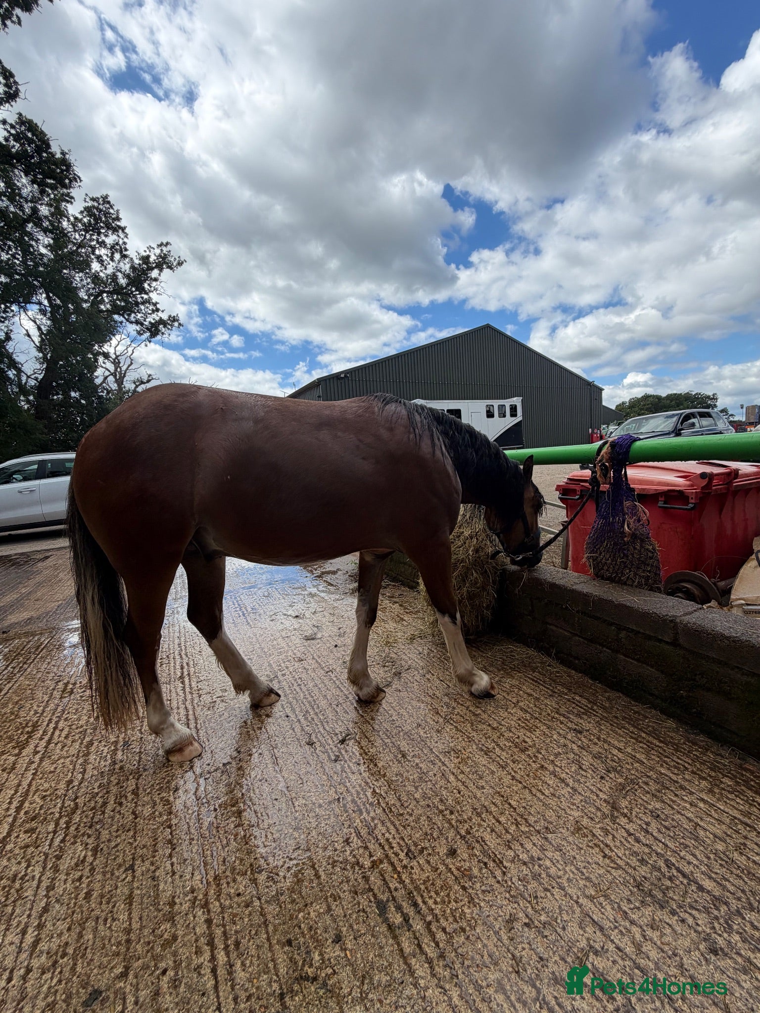 Irish Cob horses Buddy  - Advert 1