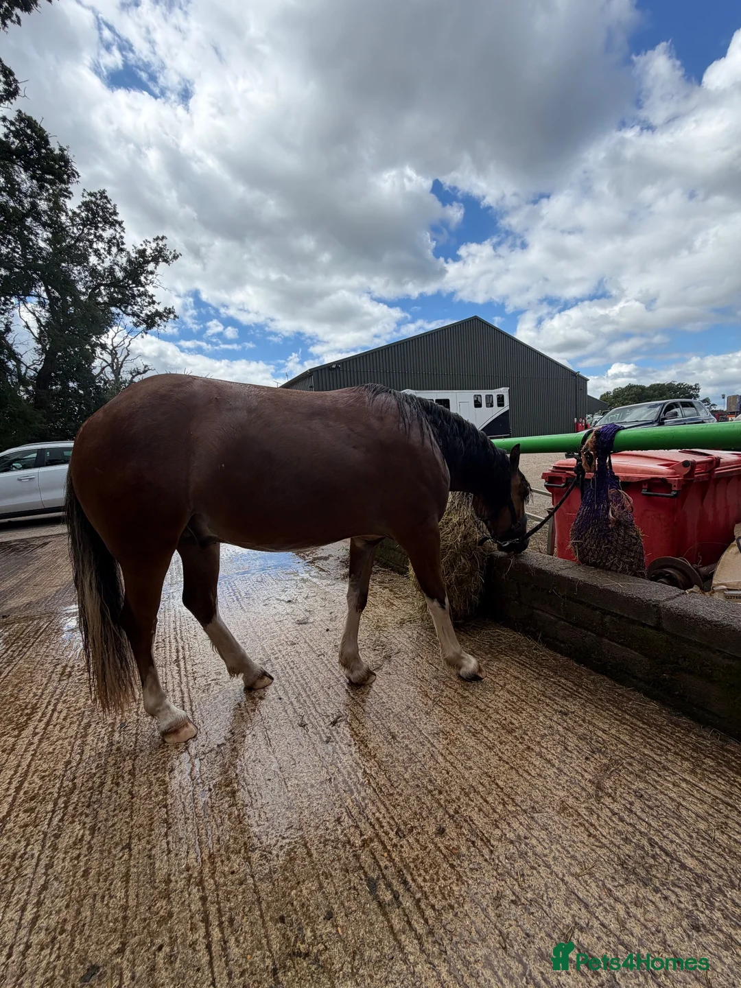 Irish Cob horses for sale: Buddy  in Winchester - Advert 1