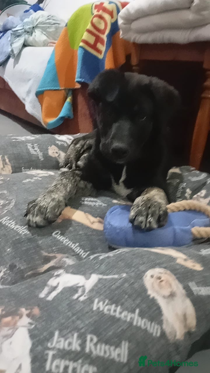 Mixed Breed dogs Please 🙏 Puppy Mora needs a Home 🏠  - Advert 1