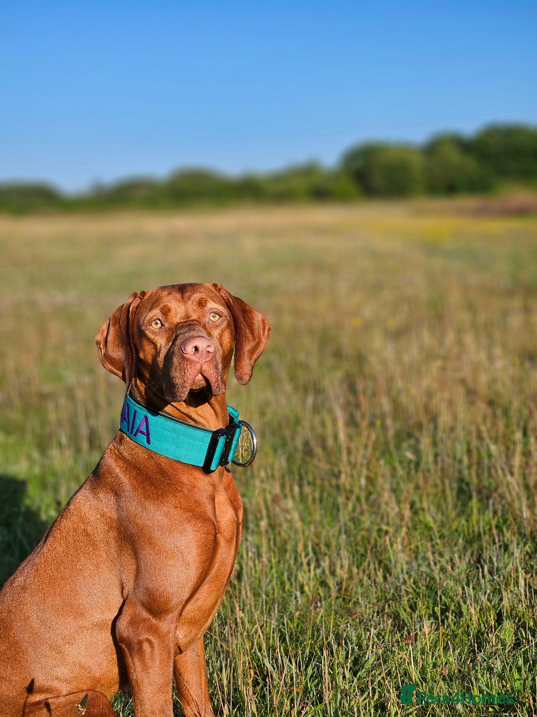 Hungarian Vizsla dogs for sale: 🏆🇭🇺 KC Registered Hungarian Vizsla Pups - Advert 3
