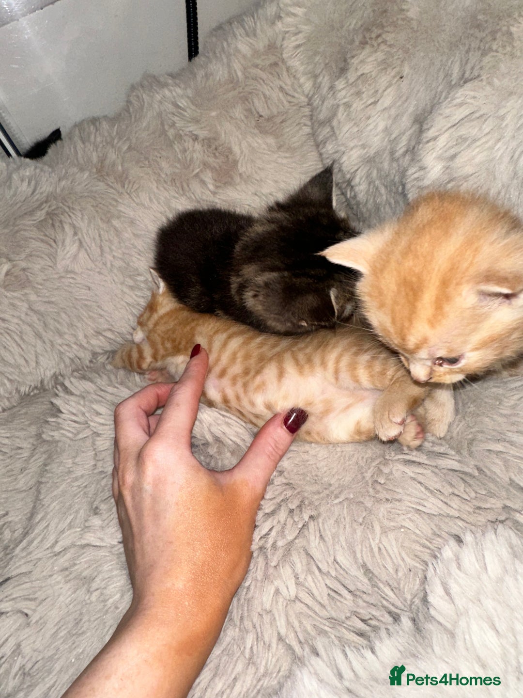 Maine Coon cats for sale: 5 MAINE COON X BABIES FOR SALE  - Advert 32