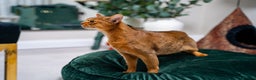 Abyssinian cats for sale: 6 Amazing Abyssinians, Extra Lovlely Personality - Advert 39