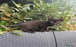 Bengal cats for sale: Mix bread ******s - Image 7