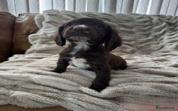 Sprocker dogs for sale: Health Tested- Chocolate Sprocker Puppies 🐻  in Bishop Auckland - Image 1