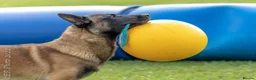 Belgian Shepherd Dog dogs for sale: *****Professionally Trained Boy & Girl Pups***** in Sutton Coldfield - Advert 7