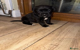 Mixed Breed dogs for sale: Boxador puppies for sale  - Image 7