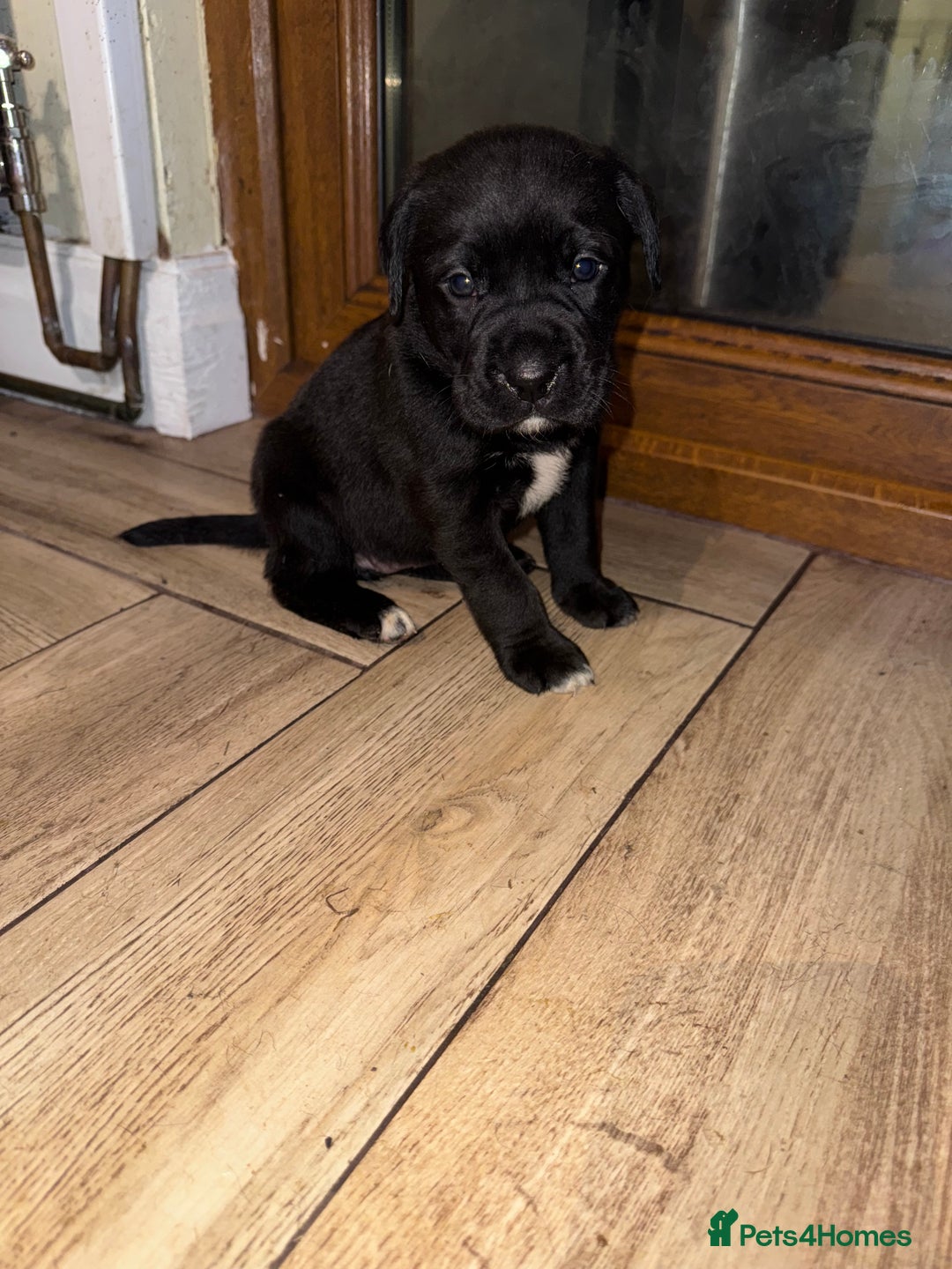 Mixed Breed dogs for sale: Boxador puppies for sale  - Image 7