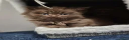 Scottish Fold cats for sale: Scottish fold and stright. Playful 5 females  - Advert 18