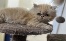 Persian cats for sale: Pedigree Persian Kittens ready to be rehomed - Image 27
