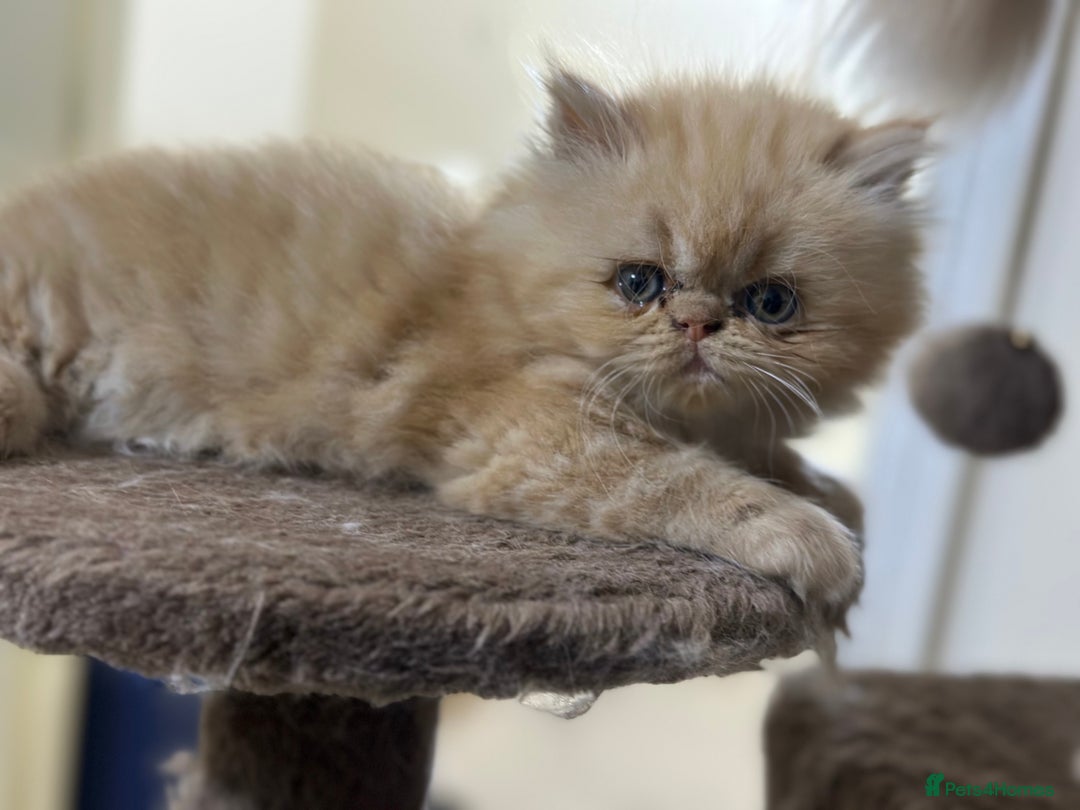 Persian cats for sale: Pedigree Persian Kittens ready to be rehomed - Image 27