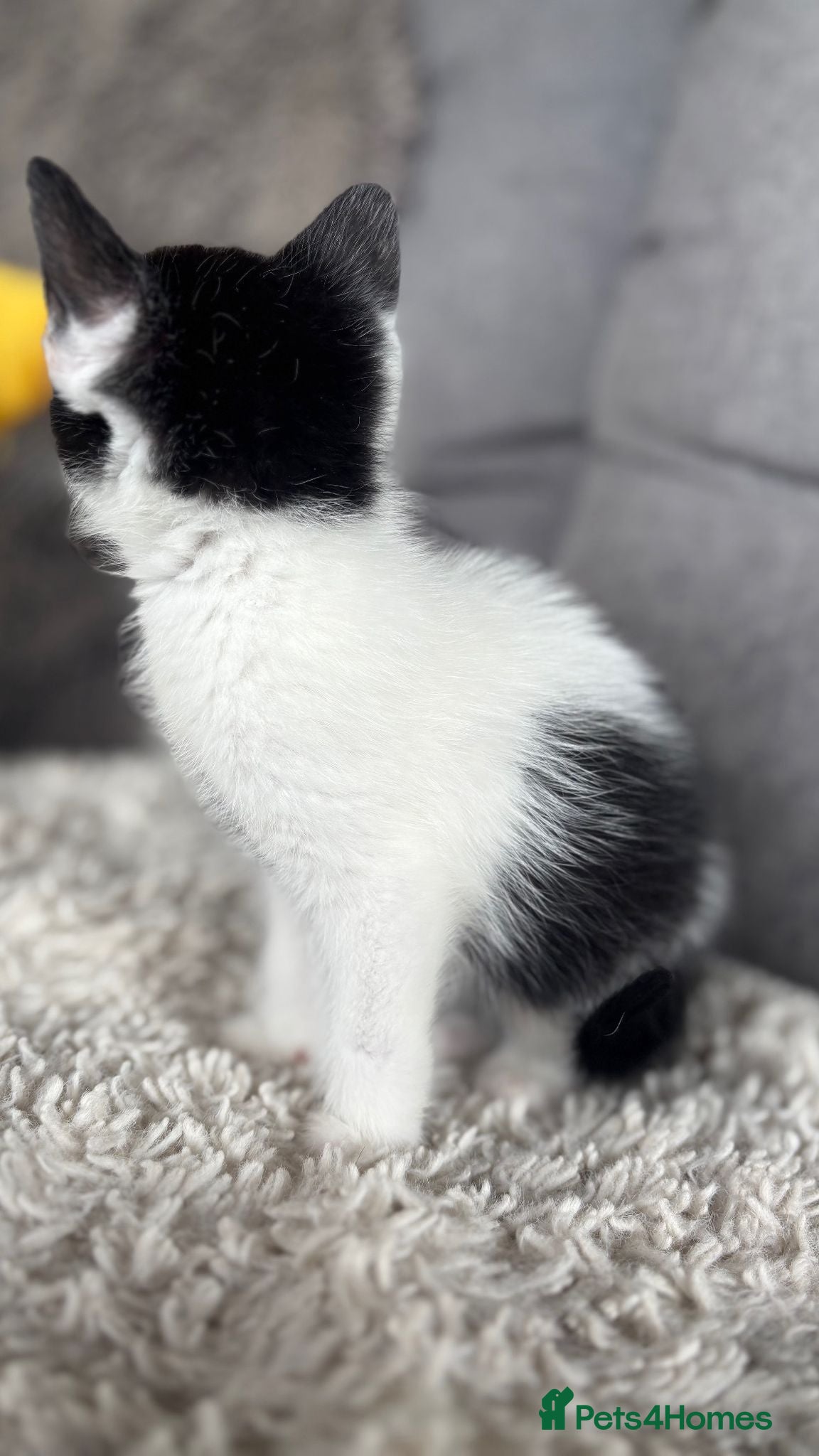 Mixed Breed cats for sale: BEAUTIFUL KITTENS FOR SALE!💕 in Sandbach - Advert 17