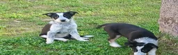 Border Collie dogs for sale: Adorable female sheepdog pups for sale  in Brecon - Advert 4