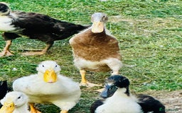 Ducks poultry for sale: Indian Runner Ducks - READY NOW 😊 - Image 8