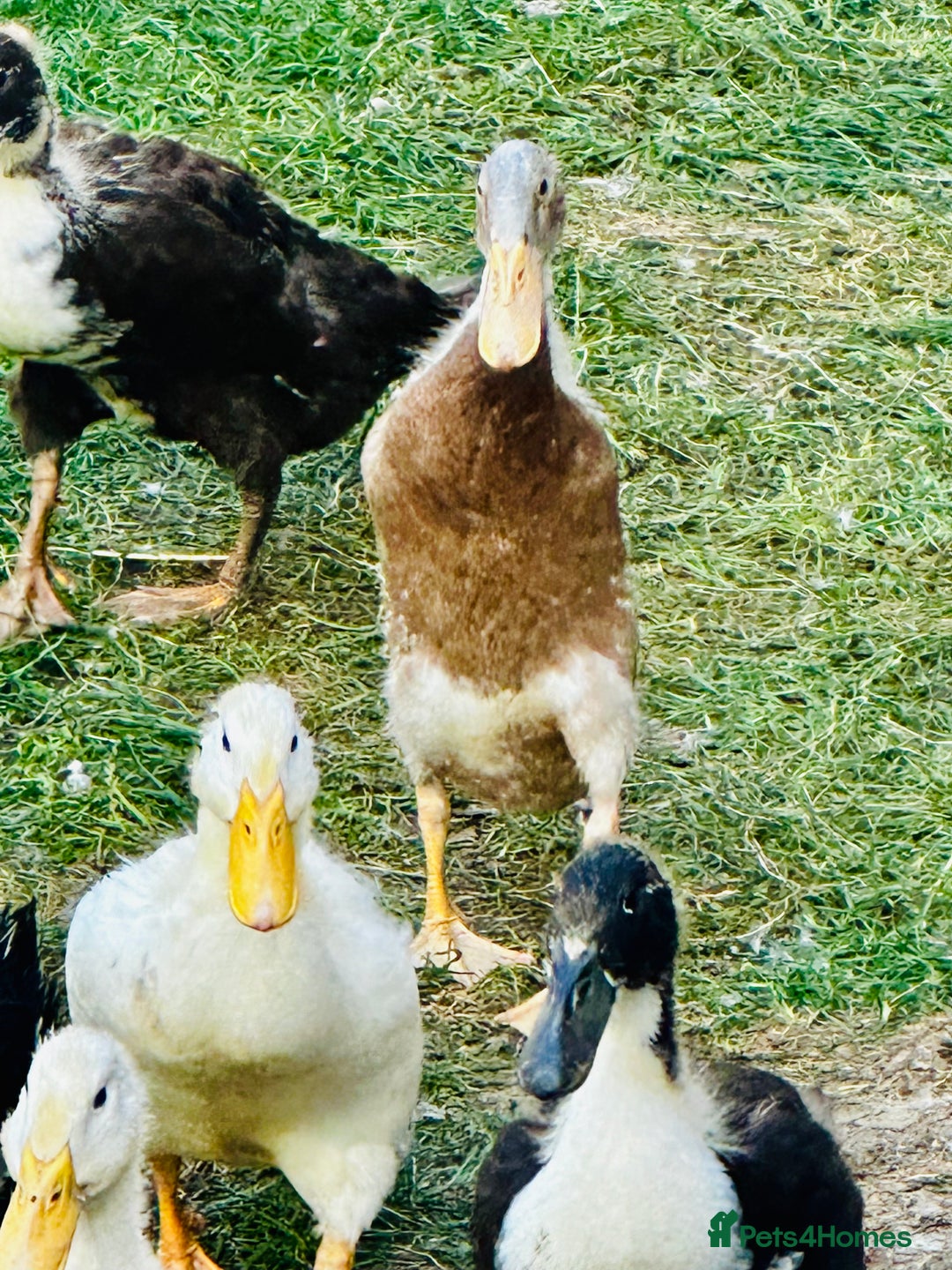 Ducks poultry for sale: Indian Runner Ducks - READY NOW 😊 - Image 8