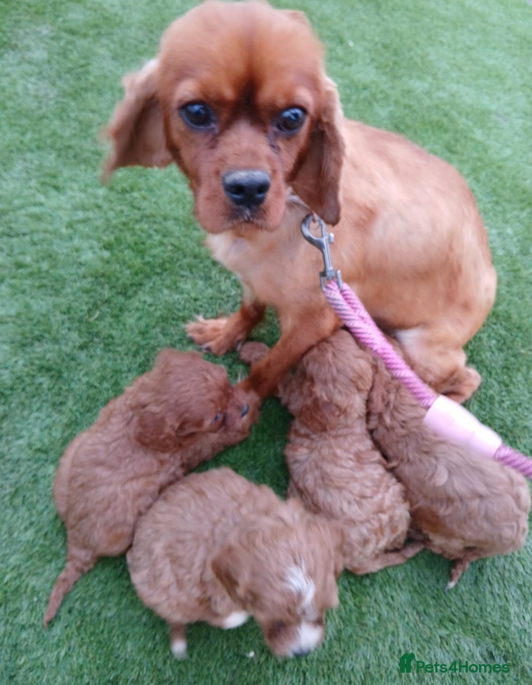 Cavapoo dogs for sale: Red cavapoo pups - Advert 2