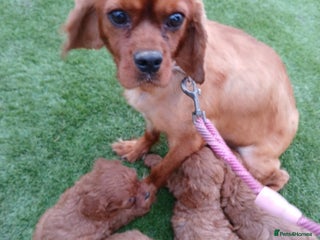 Cavapoo dogs for sale: Red cavapoo pups - Advert 1