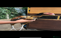 Chickens poultry for sale: 8 Aseel chickens for sale - Image 1