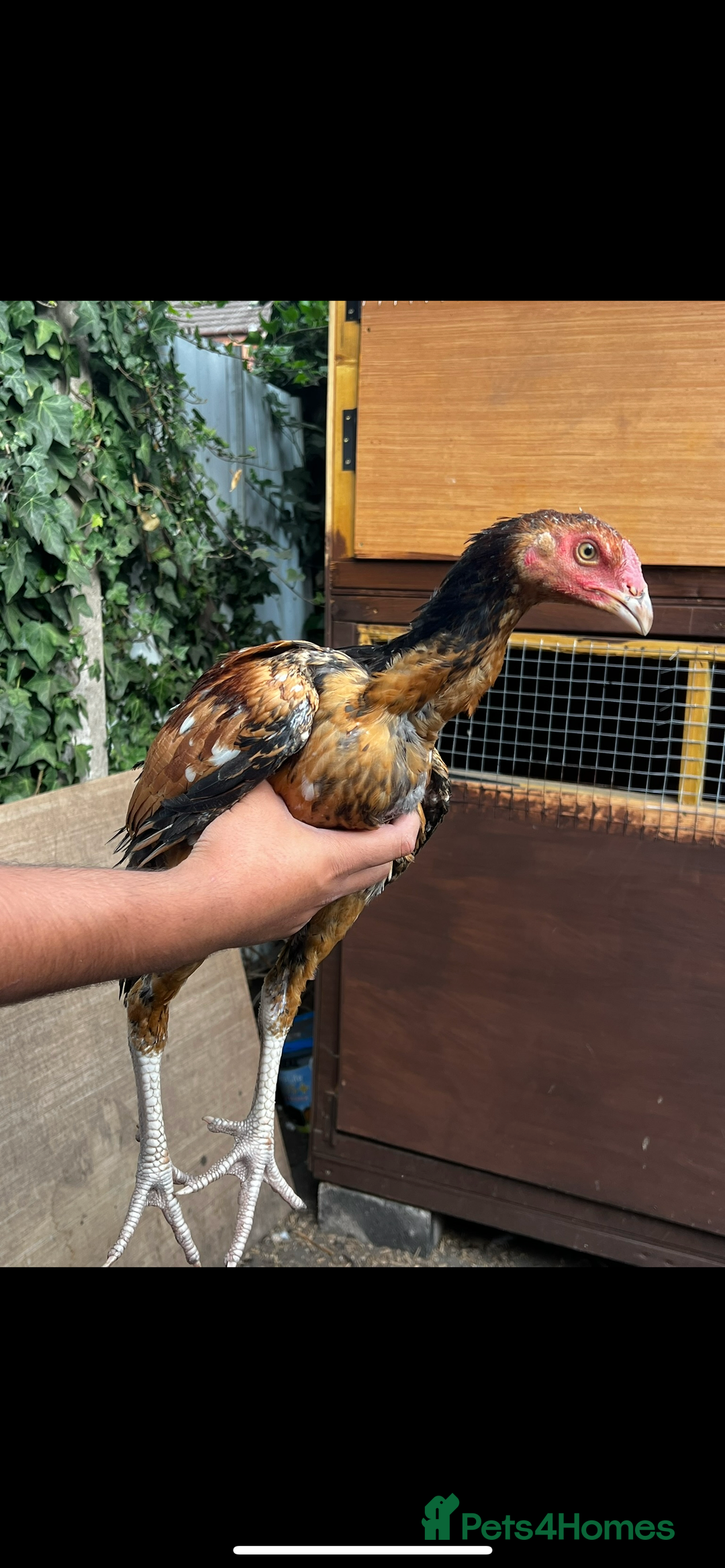 Chickens poultry for sale: 8 Aseel chickens for sale - Image 1