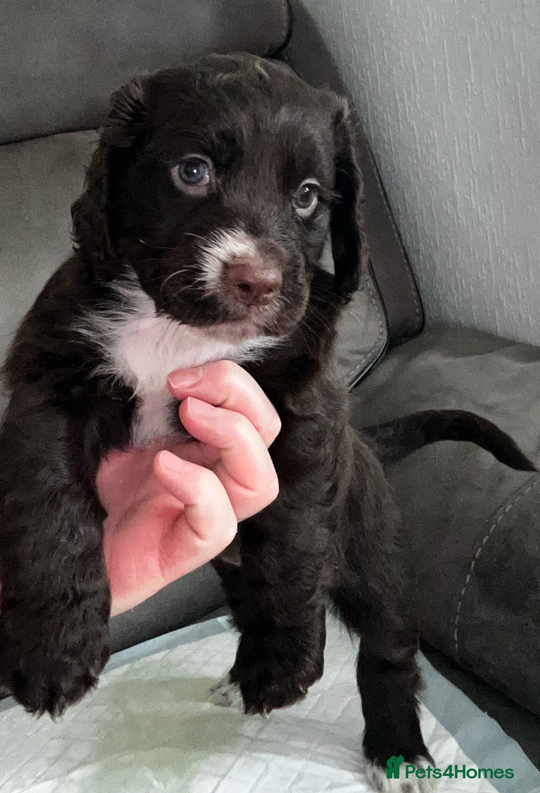 Cocker Spaniel dogs for sale:   KC Registered cocker spaniel 🐾🐾🐾🐾🐾🐾🐾🐾 - Image 9