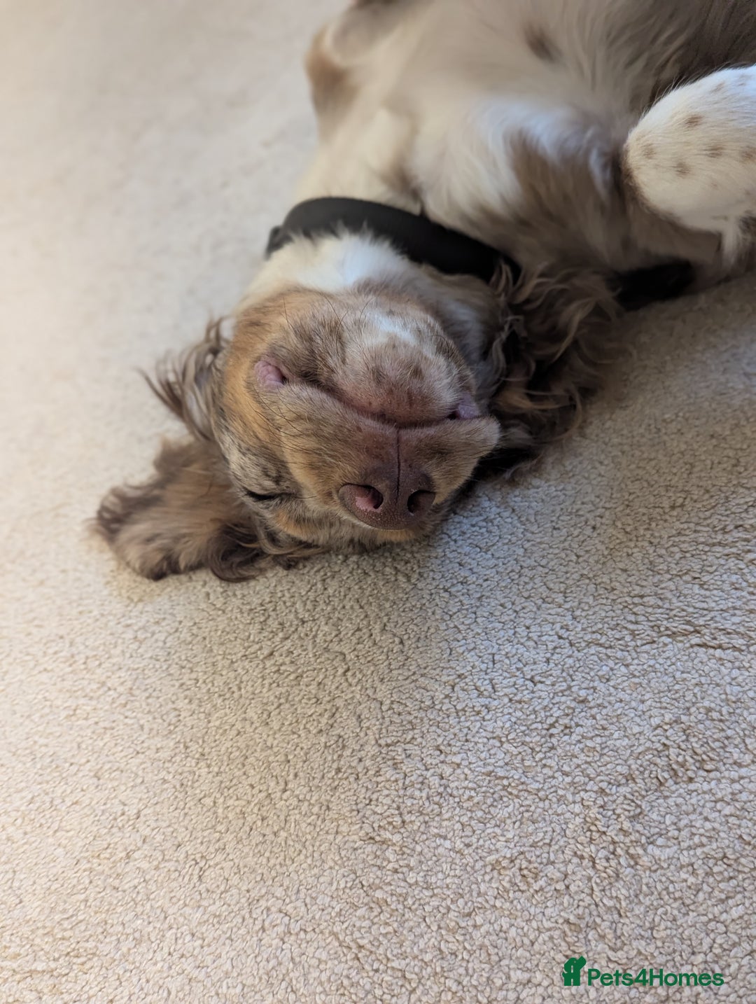 Cocker Spaniel dogs for sale: Cute 5 Month Old Puppy Looking for a Forever Home - Advert 2