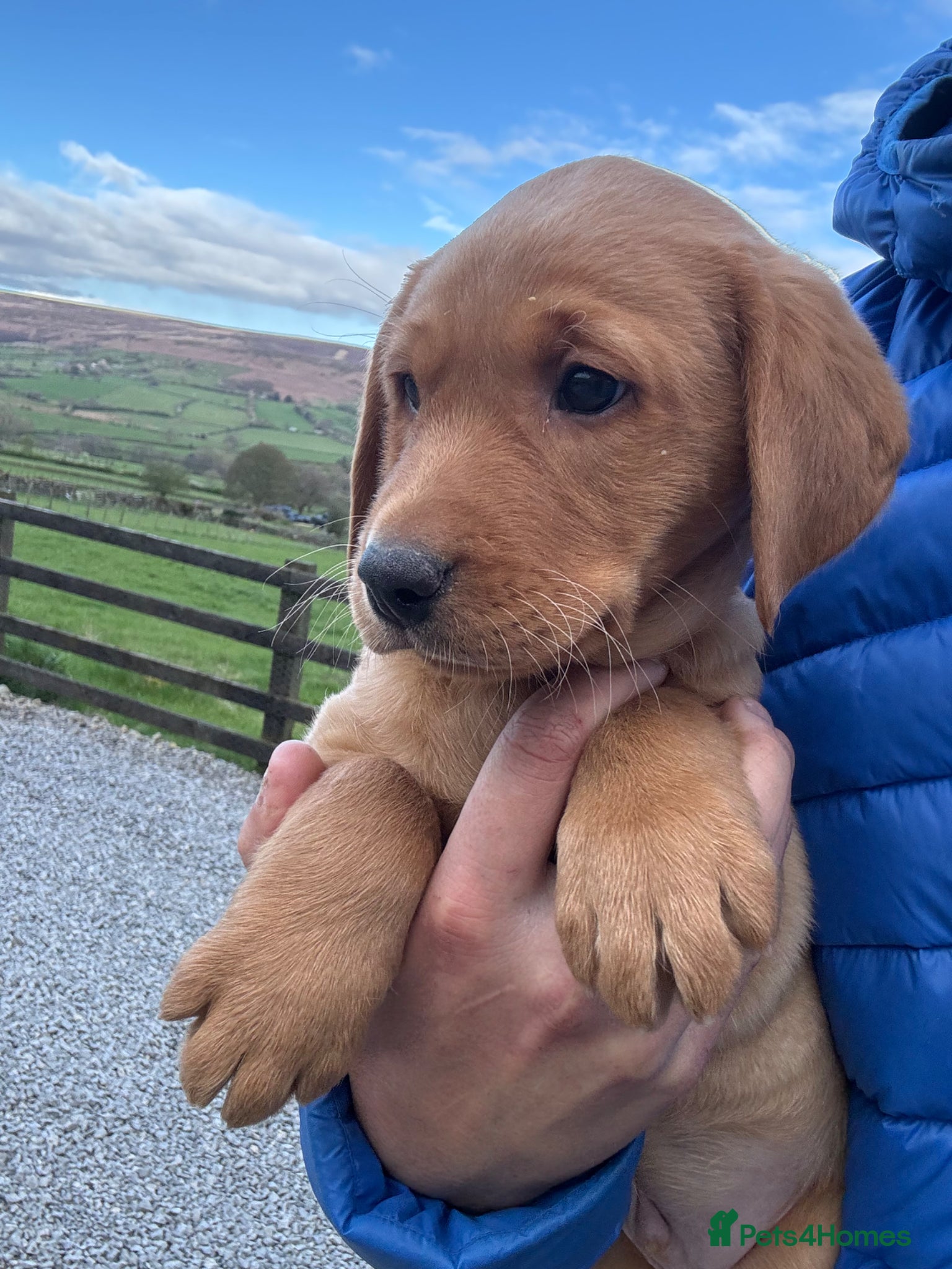 Labrador Retriever dogs Labrador Puppies (last 2 boy available) - Advert 5