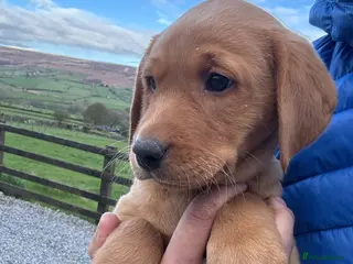 Labrador Retriever dogs Labrador Puppies (last 2 boy available) - Advert 5