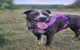 Mixed Breed dogs for sale: Bulldog x Staffie for rehoming.  - Image 19