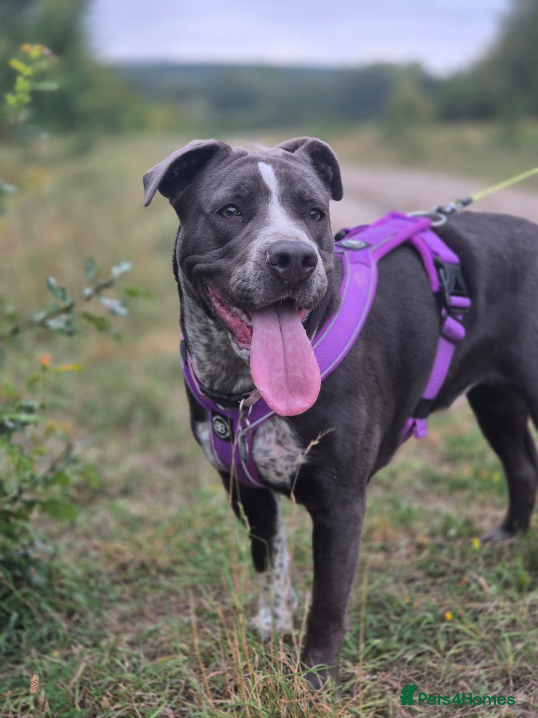 Mixed Breed dogs for sale: Bulldog x Staffie for rehoming.  - Image 19