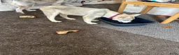 Siberian Husky dogs for sale: 3 Husky Puppies For Sale  - Advert 15