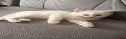Ragdoll cats for sale: ⭐️Beautiful Ragdoll Kittens 8 weeks⭐️ - Advert 7