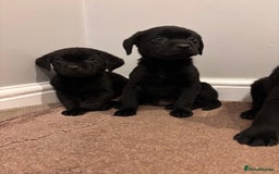 Labrador Retriever dogs for sale: Fabulous Labrador puppies  - Advert 14